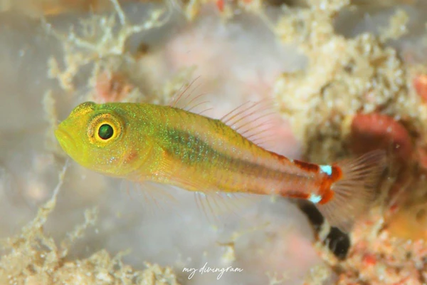 デイナイトピグミーゴビー