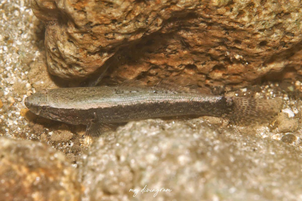 テンジクカワアナゴ