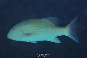 イトヒキフエダイ