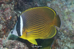 チョウチョウウオ