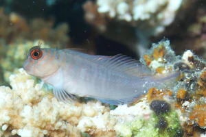 タテガミカエルウオ