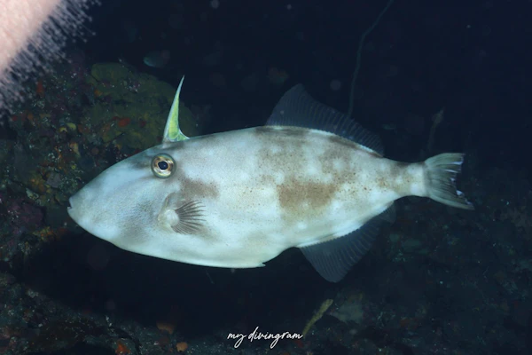 キビレカワハギ