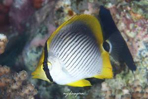 アケボノチョウチョウウオ