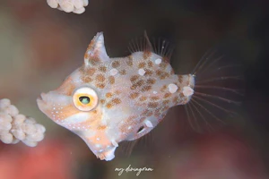 リトルファイルフィッシュ