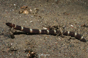 イレズミウミヘビ