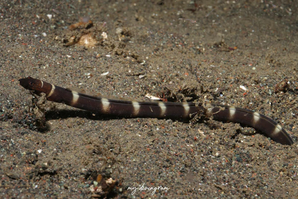 イレズミウミヘビ