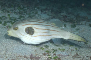 スジモヨウフグ