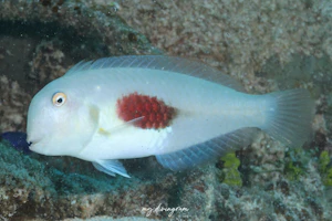 ヒノマルテンス