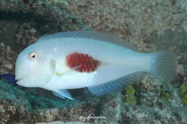 ヒノマルテンス