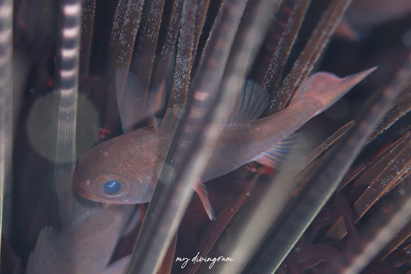 マジマクロイシモチ