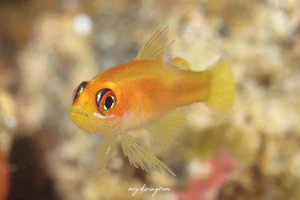 ヒメニラミベニハゼ