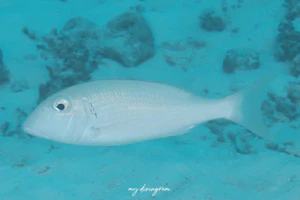 ミンサーフエフキ