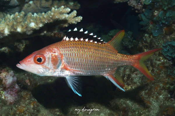 ヒレグロイットウダイ