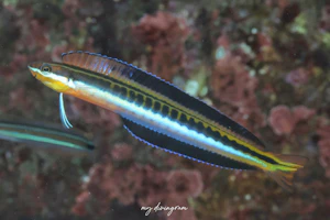 テンクロスジギンポ