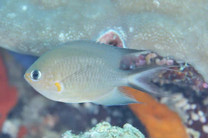 アンボンスズメダイ