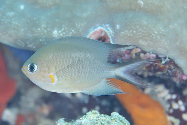 アンボンスズメダイ