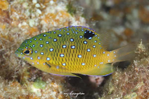 ルリホシスズメダイ