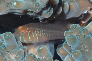 タスジコバンハゼ