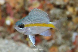 トウカイスズメダイ