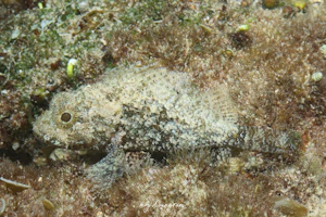 マダラフサカサゴ