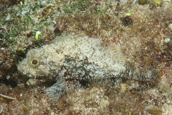 マダラフサカサゴ