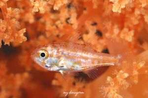 イナズマヒカリイシモチ