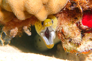 ヘリゴイシウツボ