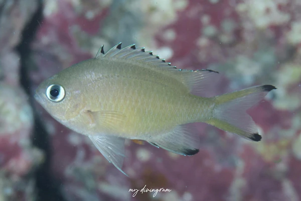 ササスズメダイ