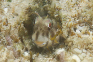 ロウソクギンポ