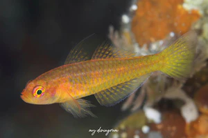 オヨギベニハゼ