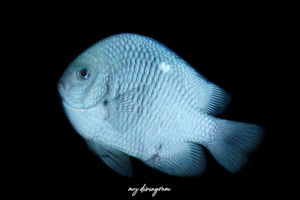 ミツボシクロスズメダイ