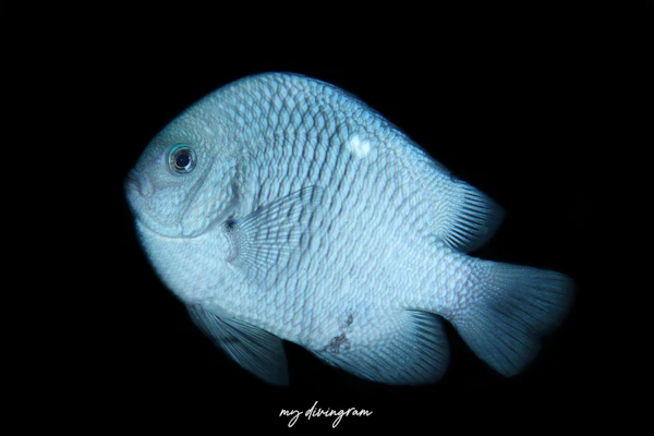 ミツボシクロスズメダイ