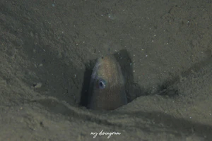 イナカウミヘビ