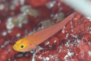 ベニハゼ属の1種-17