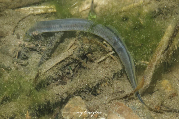 カワヤツメ属未同定種