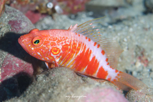 オシャレハナダイ