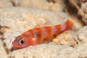 ドウクツシマベニハゼ