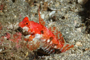 アカオビコテグリ