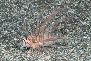 ハナミノカサゴ