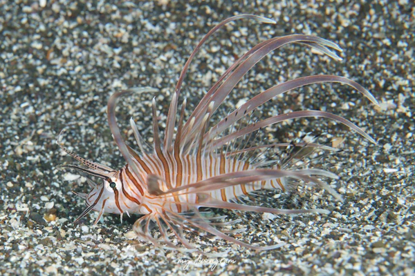 ハナミノカサゴ