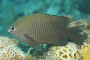 フチドリスズメダイ