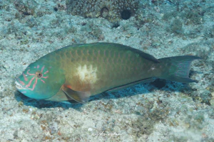 タイワンブダイ