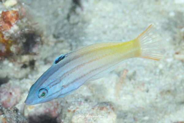 ムナテンベラダマシ