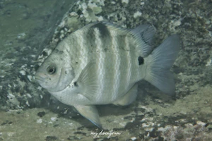 シマスズメダイ