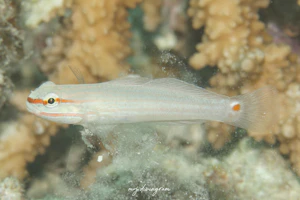 ジュウモンジサラサハゼ