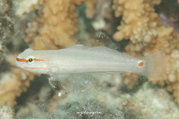 ジュウモンジサラサハゼ