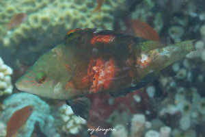 ミツボシモチノウオ