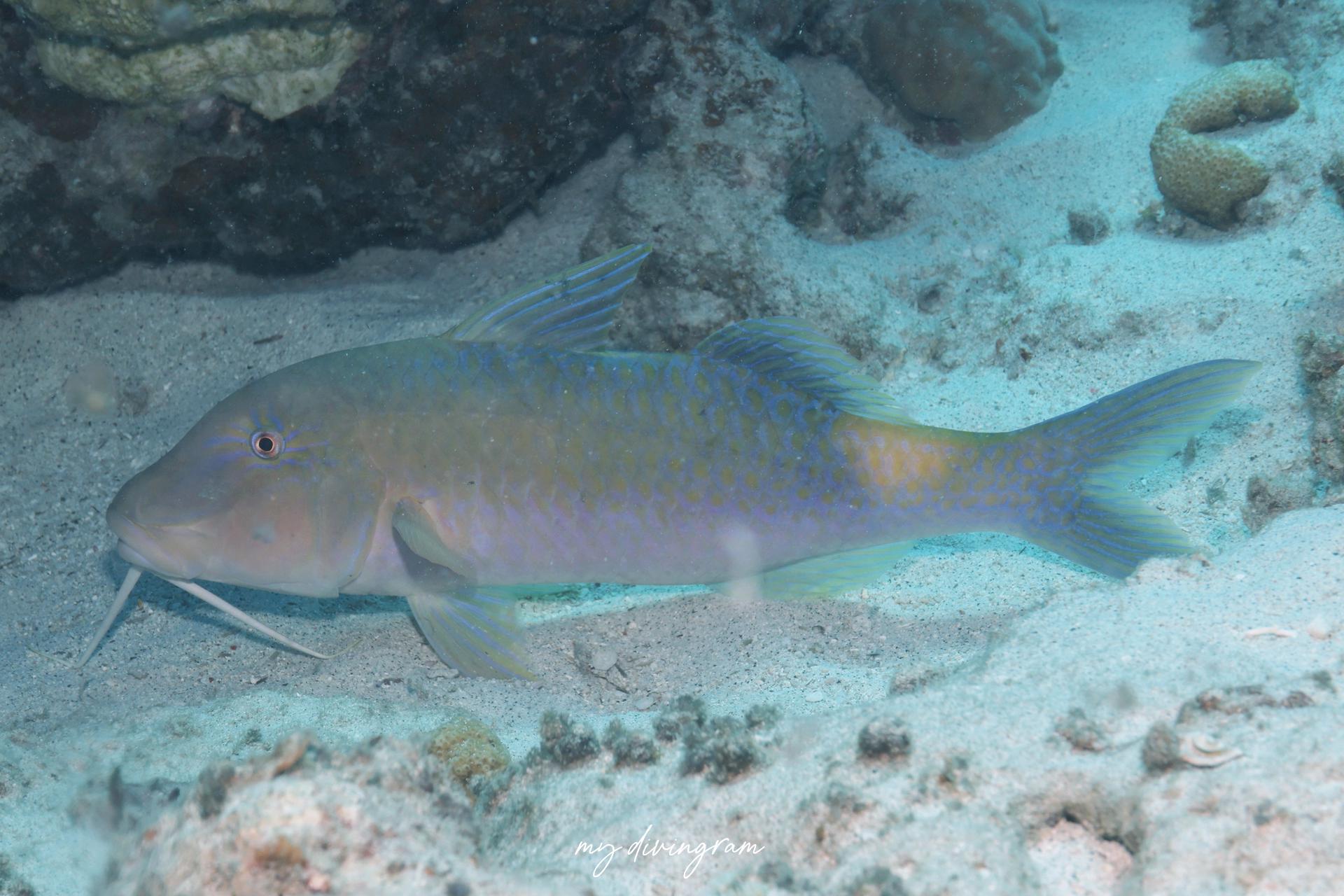 マルクチヒメジ