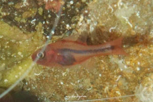 アカフジテンジクダイ