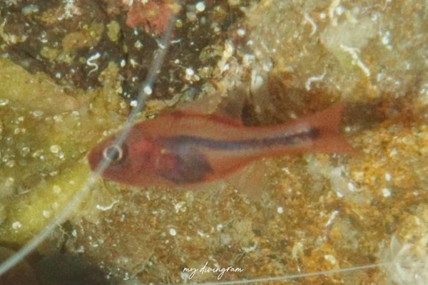 アカフジテンジクダイ